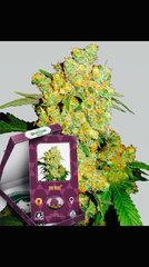 Big Bus senssi seed 100% Fem.