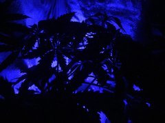 dark weed