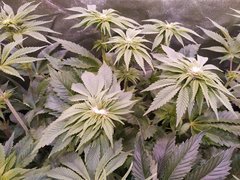 IMG_20200113_203404.jpg