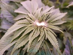 IMG_20200113_203409.jpg