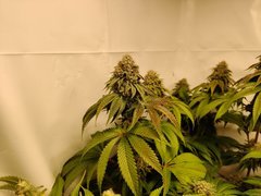 IMG_20200116_202921.jpg