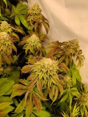 IMG_20200116_203533.jpg