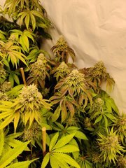 IMG_20200117_201047.jpg