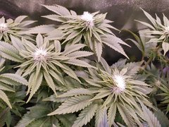 IMG_20200120_205412.jpg