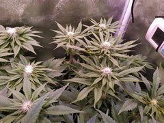 IMG_20200120_205418.jpg
