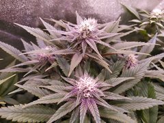 IMG_20200127_202735.jpg