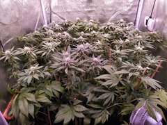 IMG_20200127_230116.jpg