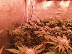 IMG_20200127_230134.jpg