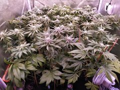 IMG_20200127_230142.jpg