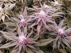 IMG_20200127_230209.jpg