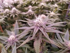 IMG_20200127_230219.jpg