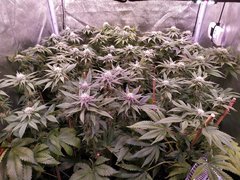 IMG_20200127_230245.jpg
