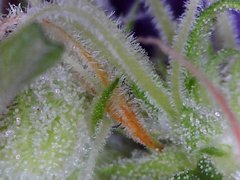 Macro420-11.jpg