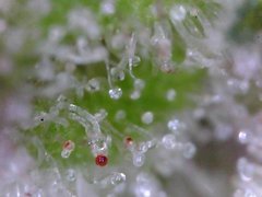 Macro420-16.jpg