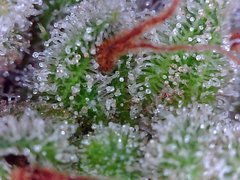 Macro420-19.jpg