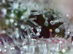 Macro420-2.jpg