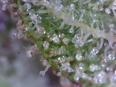 Macro420-28.jpg