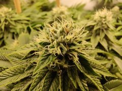Macro_KingMamba_20200106.jpg