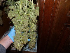 Lemon Og a +95