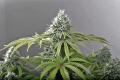 WCSD x GSC  F+52