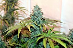 WCSD x GSC