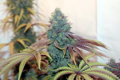West Coast Sour Diesel x Girl Scout Cookies