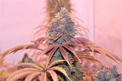 Wcsd x Gsc