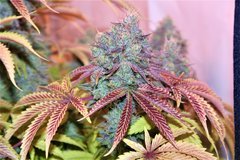 Wcsd x Gsc
