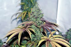 Wcsd x gsc