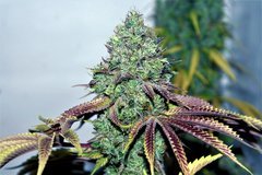 Wcsd x gsc