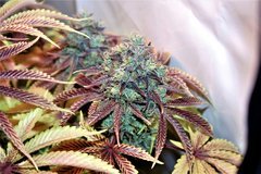 Wcsd x gsc
