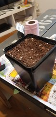 weed420-13.jpg