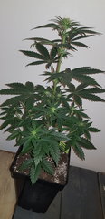 weed420-158.jpg