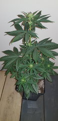 weed420-159.jpg