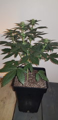 weed420-160.jpg