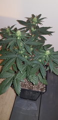 weed420-161.jpg