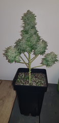 weed420-214.jpg