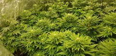 weed420-397.jpg