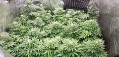 weed420-399.jpg