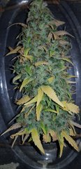weed420-403.jpg
