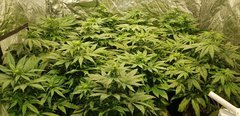 weed420-407.jpg