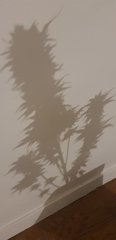 weed420-413.jpg