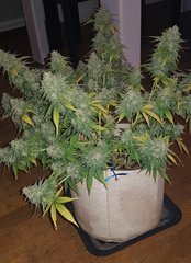 weed420-423.jpg