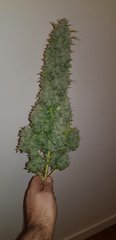weed420-427.jpg