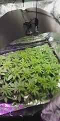 weed420-435.jpg