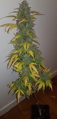 weed420-438.jpg
