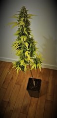 weed420-439.jpg