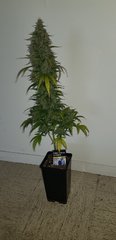 weed420-441.jpg