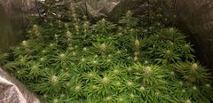 weed420-453.jpg