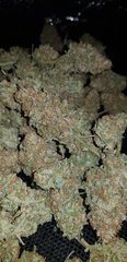 weed420-469.jpg
